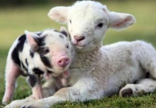 属猪男和属羊男合开公司取名，有没有什么吉祥寓意？