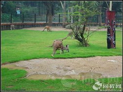 震惊！香江动物园门票居然这么坑？2026年运势大揭秘