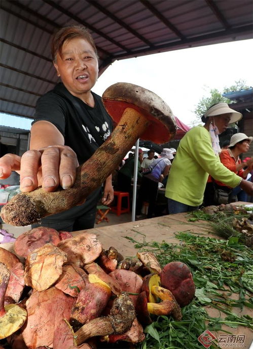 惯与野生菌的价格问题