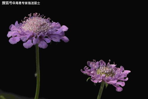 1999年属兔的人2021年桃花运势如何？