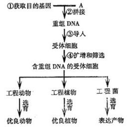 二、生肖与风水——固执与变革之争
