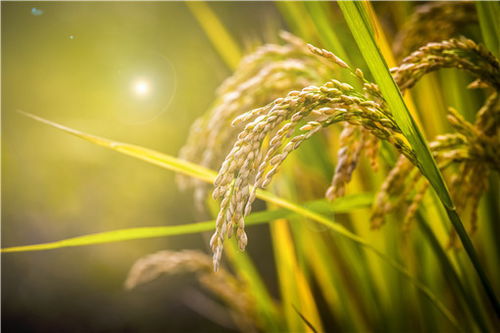 四、 选名技巧拆解（混搭版）——不要太规范，要随性一点儿！