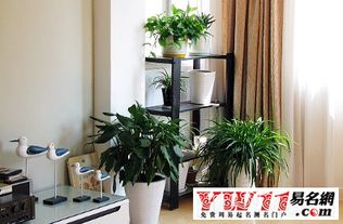 别再瞎摆了！家居风水中的“绿植雷区”