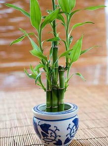 小区开水池的风水,小区水池养什么植物比较好