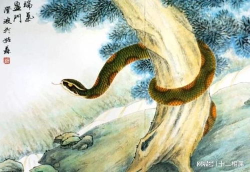 属蛇水瓶座男性婚姻中，蛇年出生的人如何选择招财转运的吉祥物？