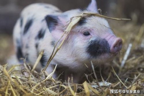 器官炸裂的起名真实相：83年属猪人背后的保密