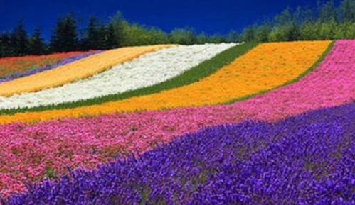 寻花路线：从市区到花海