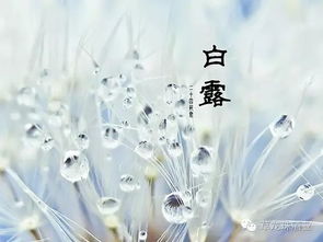 白露习俗，传统韵味，爆款节日必kan