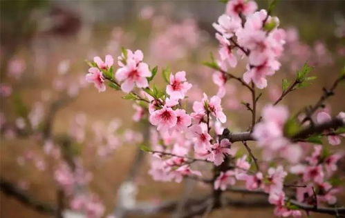广安镇邂逅美丽的油菜花