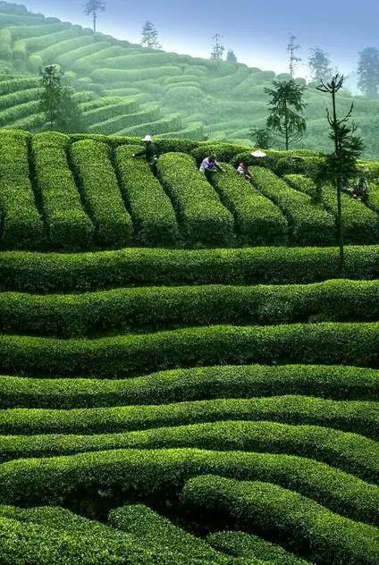 广西横县茶山,广西横县茶山
