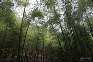 南山竹海在哪里？