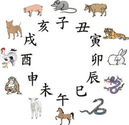 朋字代表的生肖是什么，这个生肖指的是什么？