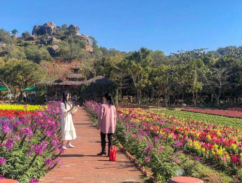 丹樱生态园：花开四季