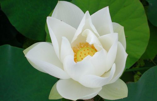 莲花是什么生肖？莲花打一生肖是什么生肖的意思？