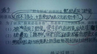 卯字五行与八字调和：是木还是其他？