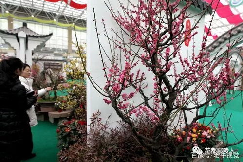 蜡梅：冬天的当家花旦