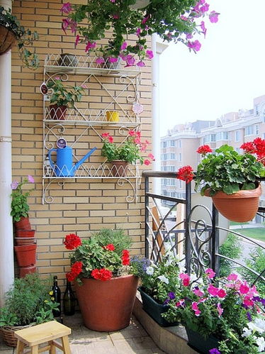 花卉风水寓意真的存在吗？对家居环境有实际影响吗？