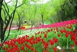 泉城广场分会场：主分会场同步联动， 精彩纷呈