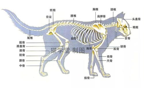 哪个生肖尾巴特长，像凡胎俗骨？