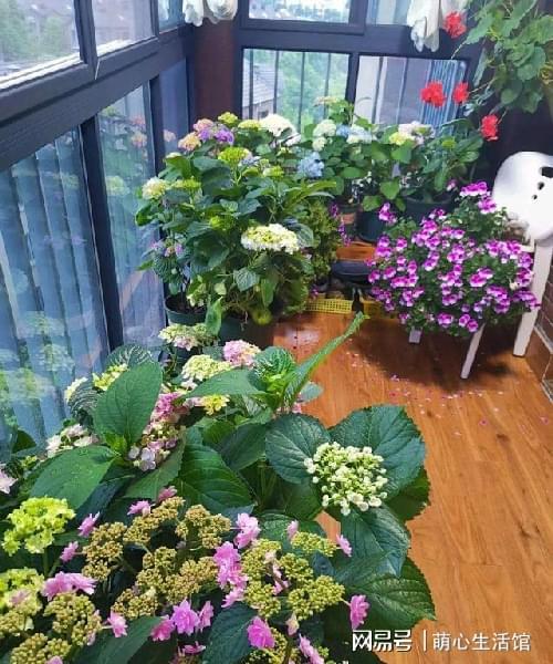 二、 办公室放花玄学大揭秘，看完我哭了