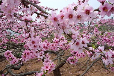 桃花峪：粉红色的梦幻世界