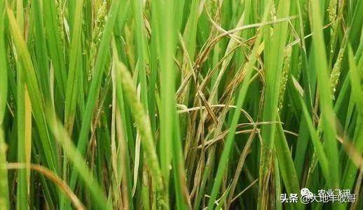 4. 澳洲杉的真实身份