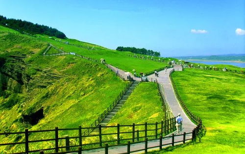 济州岛油菜花田，路田打卡，春日爆款游