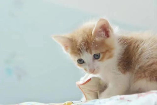 养猫家庭的风水禁忌图,养猫家庭的风水禁忌图