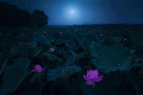 生肖与命运的纠缠