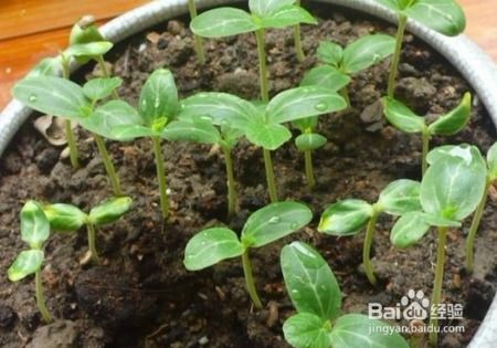 墨绿葫芦种植方法,墨绿葫芦种植方法