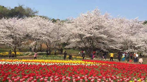怎样前往当前这个充满争议的虹口公园？