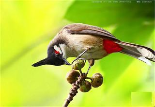 ：羽毛飘落， 心绪纷飞
