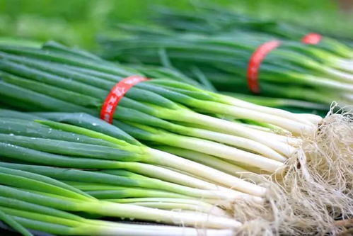 院子里种韭菜有哪些风水禁忌需要注意？
