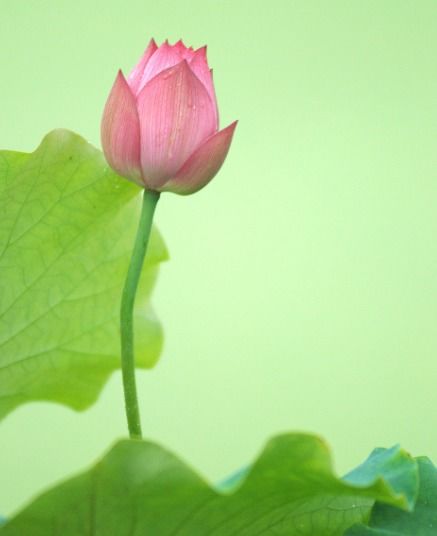 520转账鲜花，生肖双喜临门？事业生活双顺心？