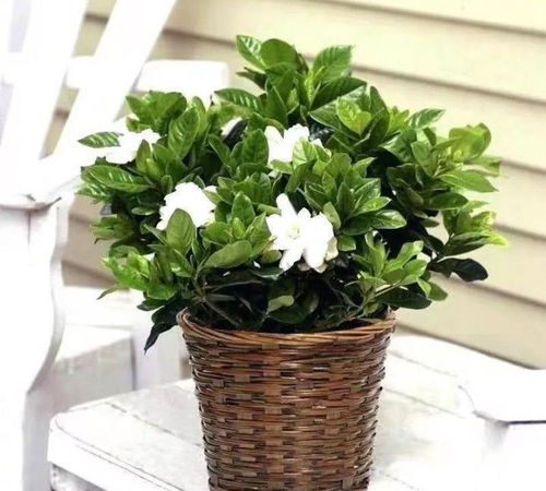 什么花室外比较好养活,哪些花适合放在室外养