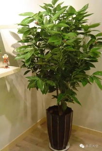 震惊！别墅门口摆这些植物2026年会倒大霉！