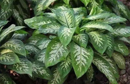 家里种1.3米广东万年青大盆栽风水好吗？