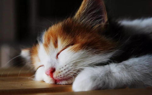 夜晚路上遇到拦路的猫和死猫，这究竟预示着什么吉凶？