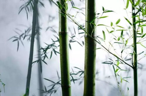 命名考量：寓意与期望之间的平衡