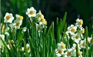 千年漳州水仙花，民俗风情传承爆款