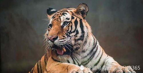 感情运势解析