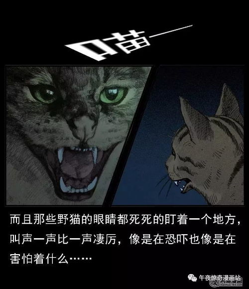 金鸡报晓与阴魂交叉