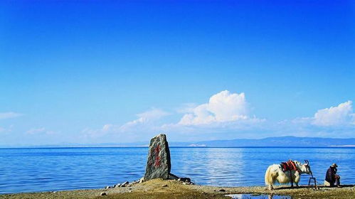 沙湖：水怪出没请注意