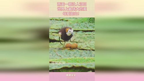 属马的妈妈：自由奔放的放养