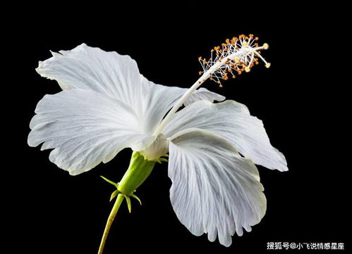 双子座：花蝴蝶飞呀飞