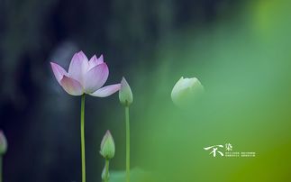 算命说我是玫瑰花命，那大溪水命是什么意思？