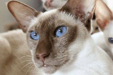 给猫起名，有没有100个旺主人的宠物名可以参考呢？