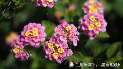 火象星座？明明是火药星座！