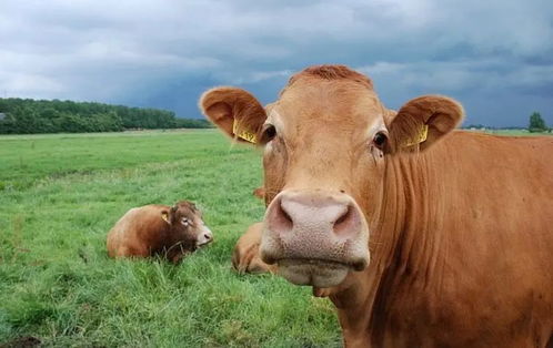 今年属牛财运和运气如何，哪个月份的女牛运势最为旺盛？