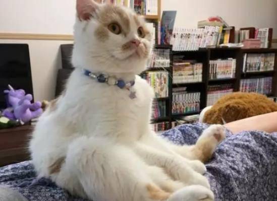 回忆碎片：猫咪与阴影